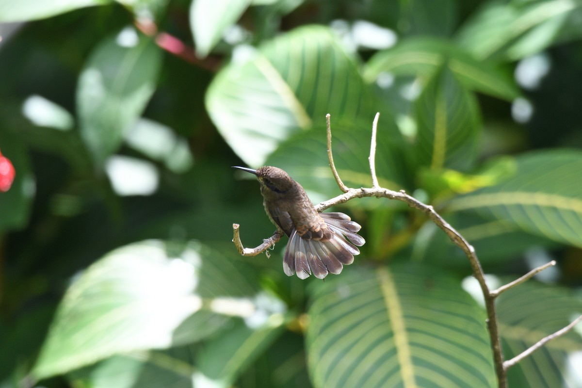 Brown Violetear - ML646763981