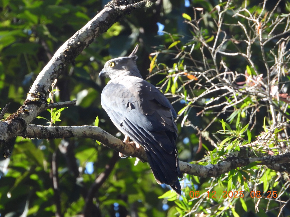 Baza Australiano - ML646763982