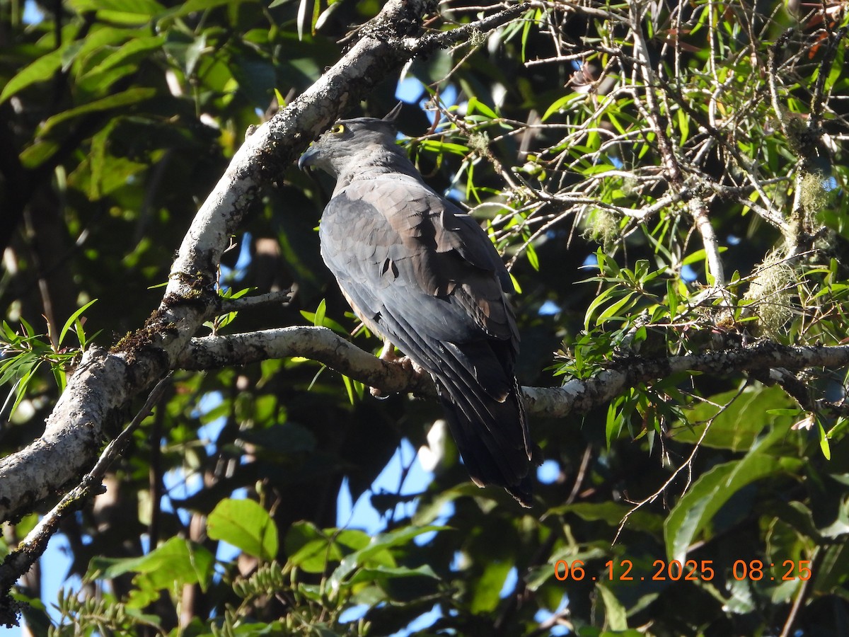 Baza Australiano - ML646763983