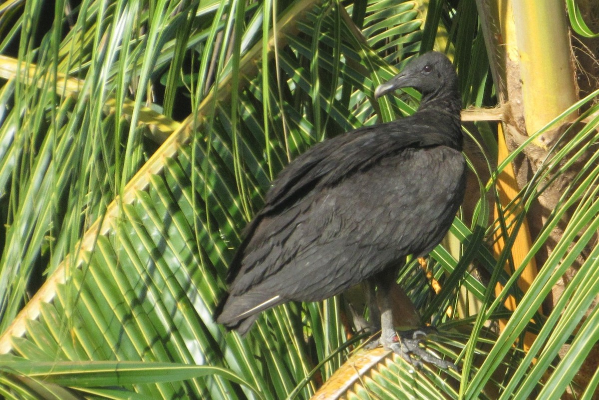 Urubu noir - ML646763985