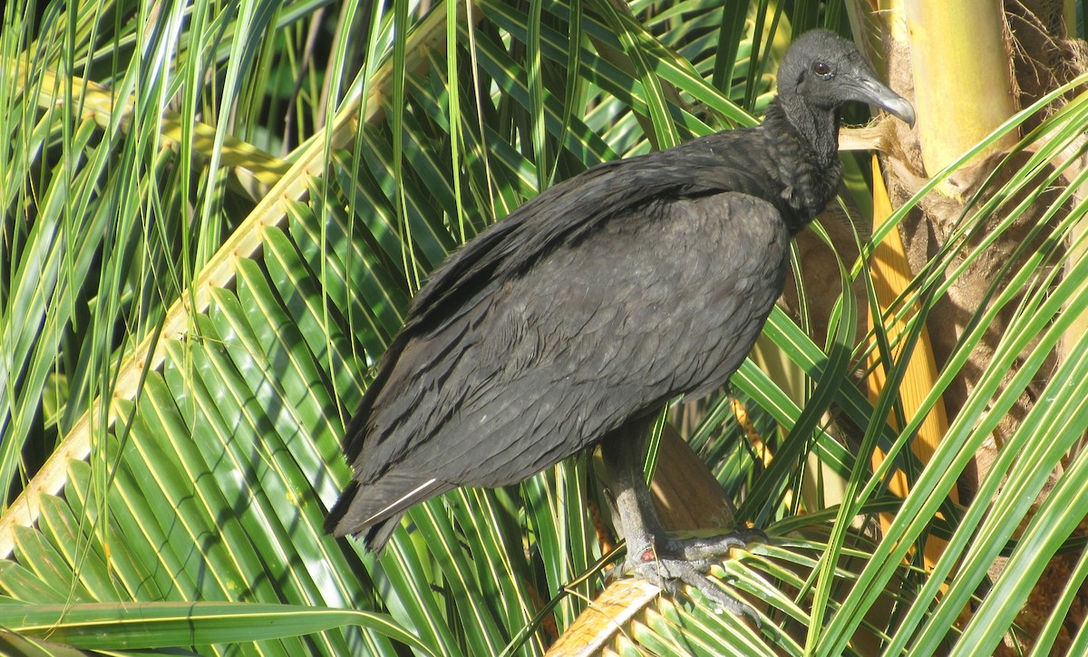 Urubu noir - ML646763986