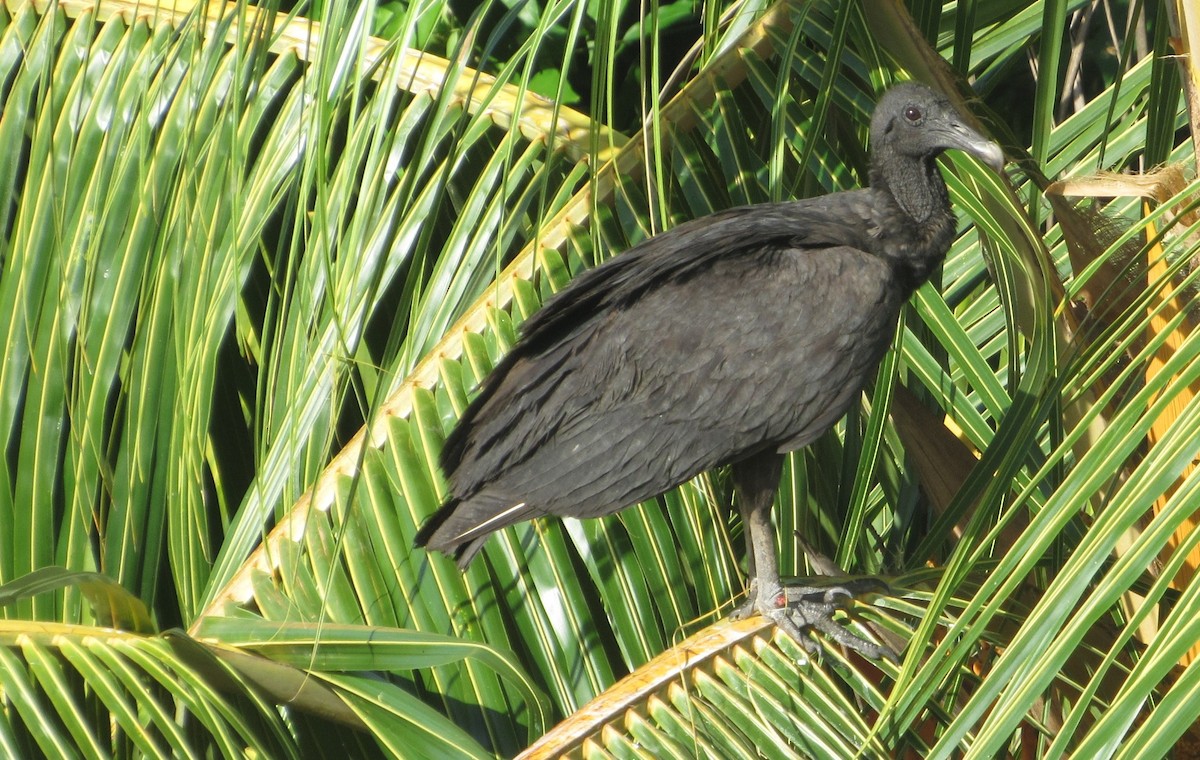 Urubu noir - ML646763987