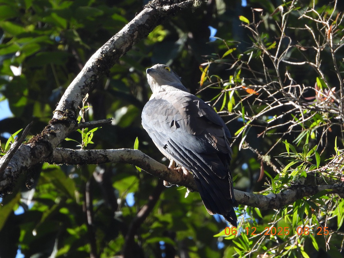 Baza Australiano - ML646763995