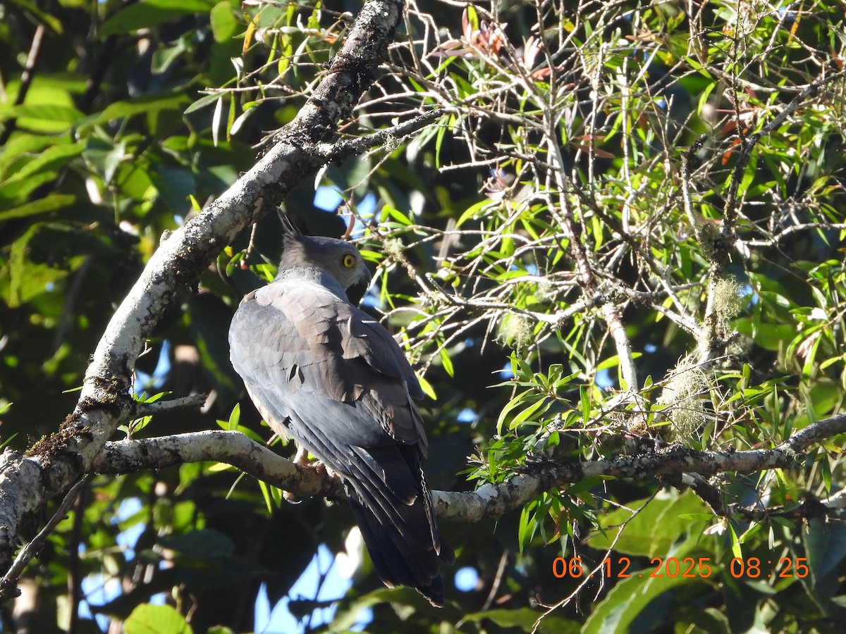 Baza Australiano - ML646763996