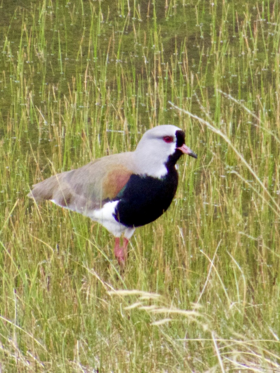 Southern Lapwing - ML646763997