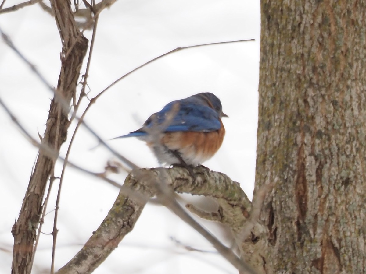 ルリツグミ - ML646763998