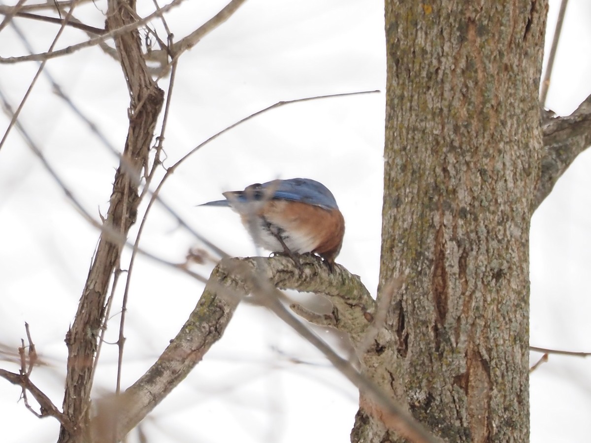 ルリツグミ - ML646763999