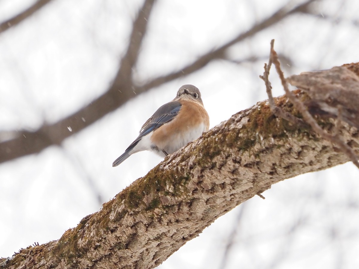 ルリツグミ - ML646764000