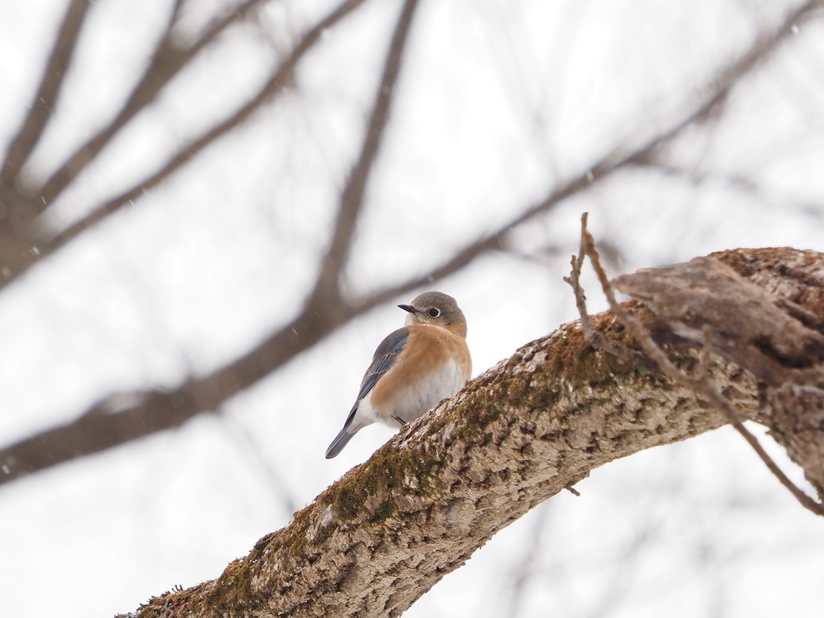 ルリツグミ - ML646764002