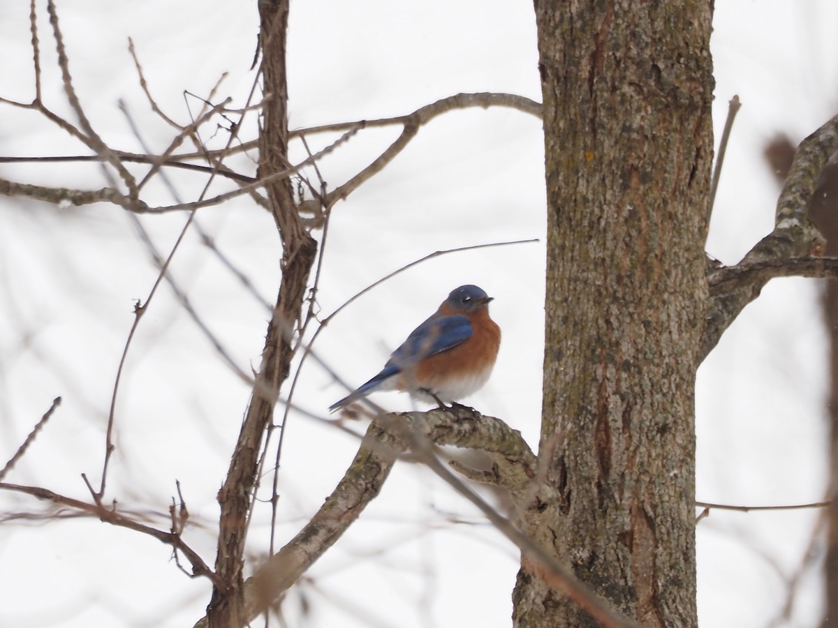 ルリツグミ - ML646764003