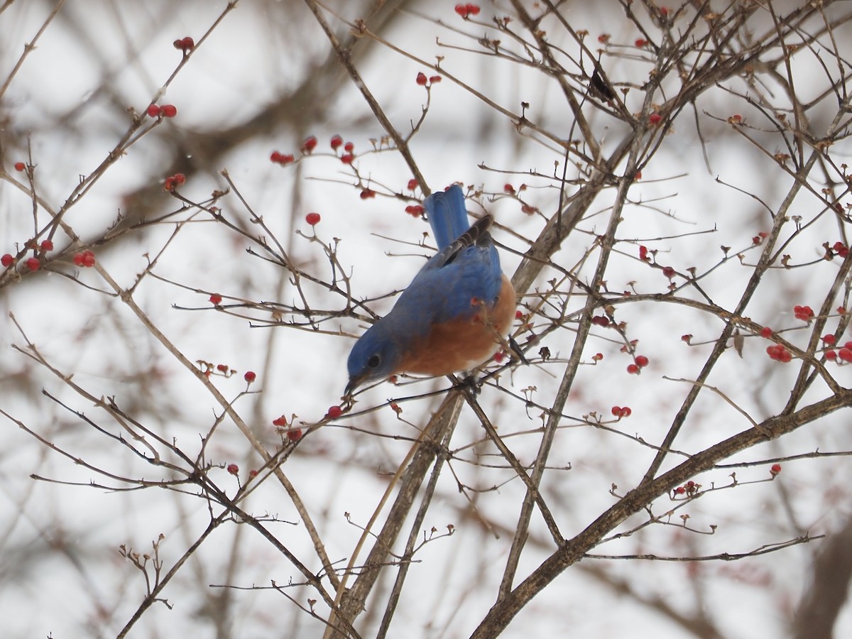 ルリツグミ - ML646764004