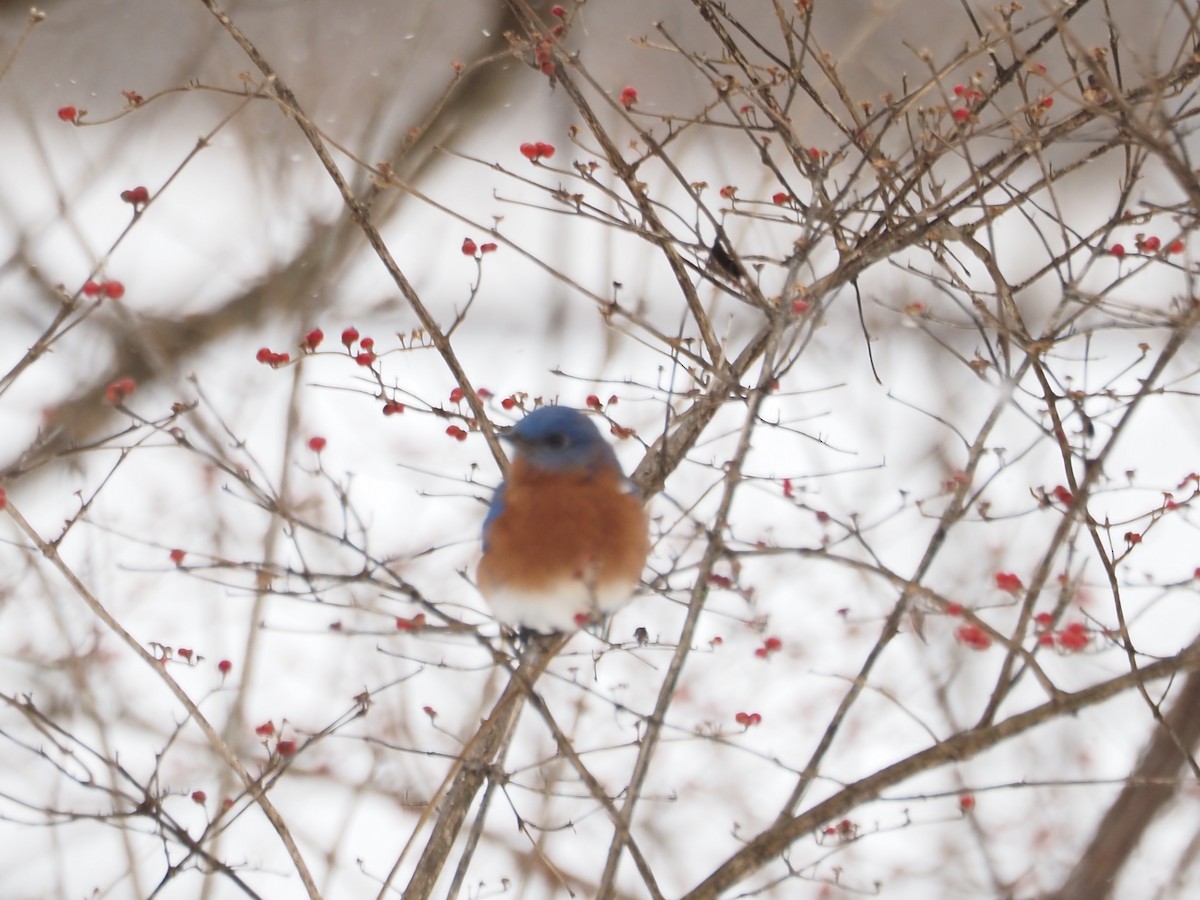 ルリツグミ - ML646764005