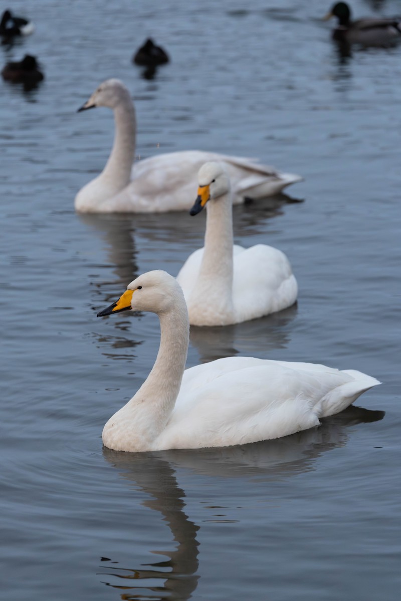 Ötücü Kuğu - ML646764011