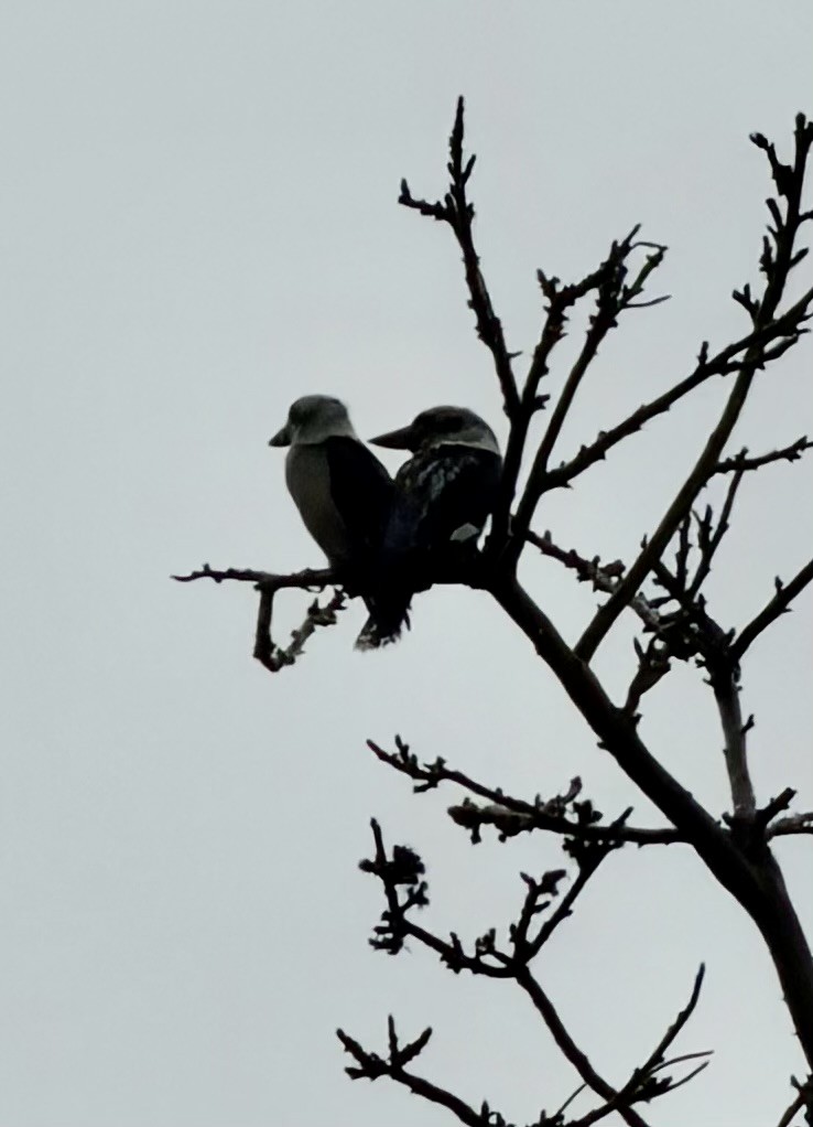 Laughing Kookaburra - ML646764012