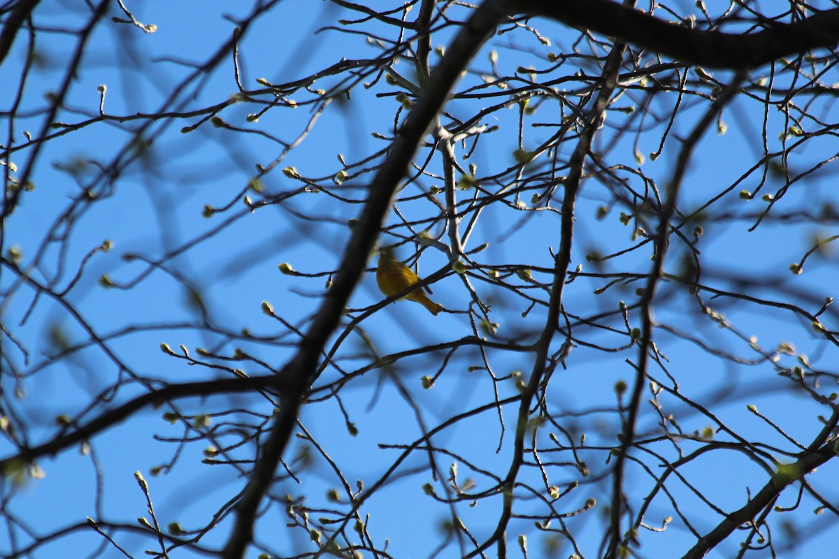 Northern Yellow Warbler - ML646764013