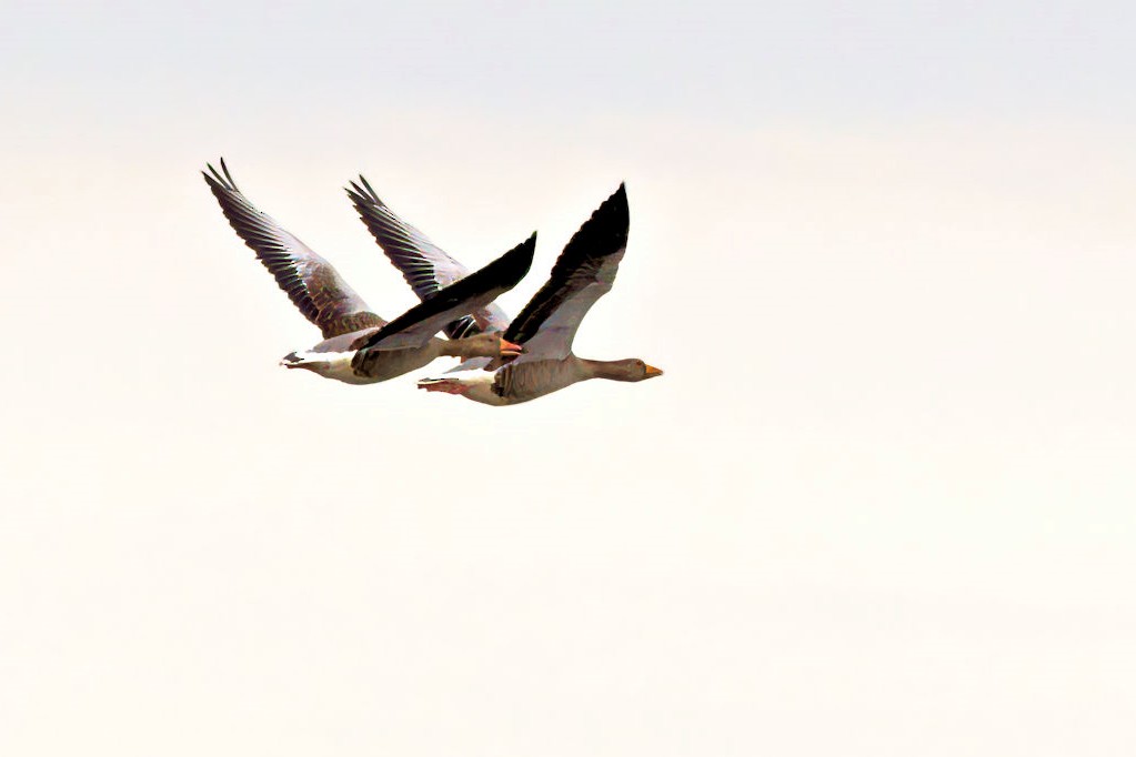 Graylag Goose - ML646764014