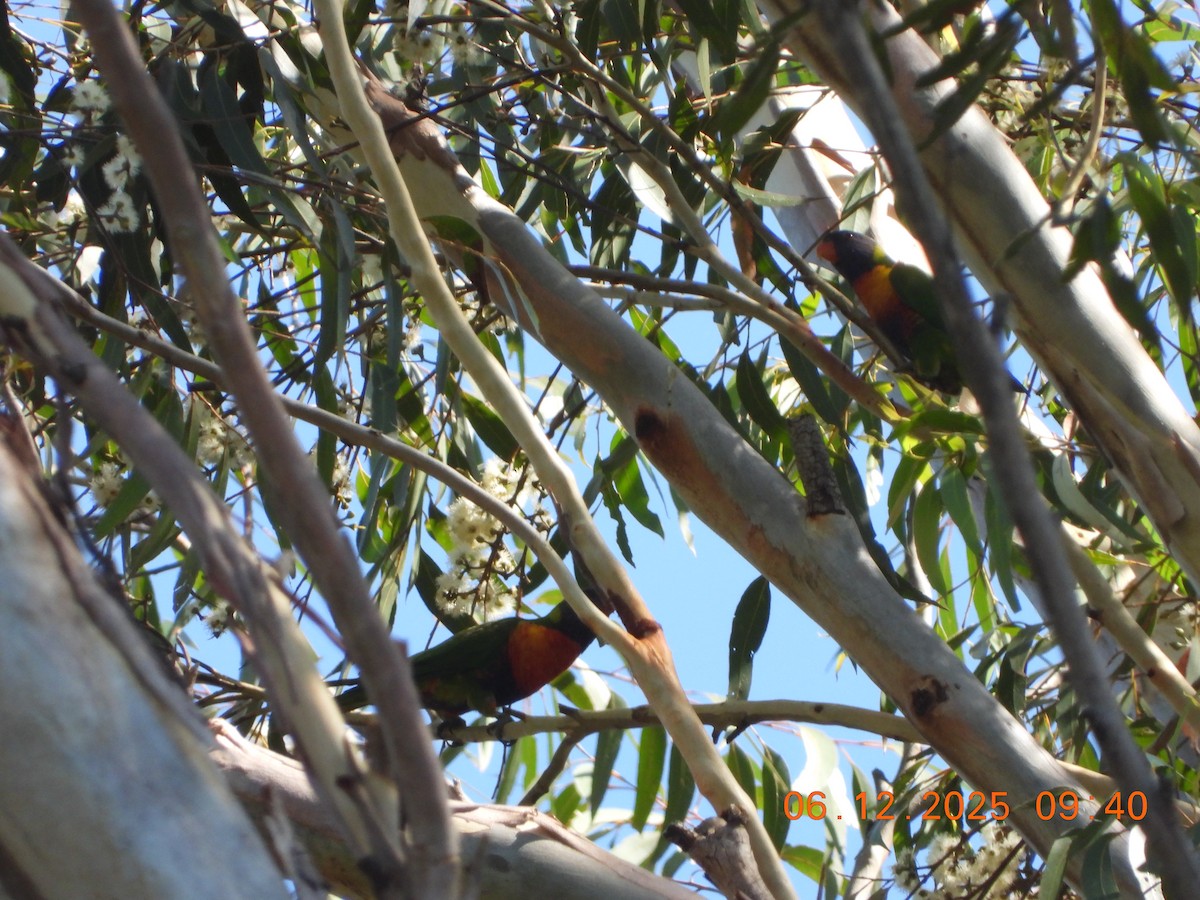 Lori Arcoiris - ML646764022