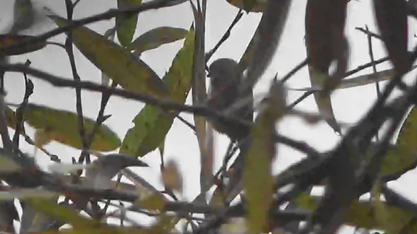 Mito Sastrecillo - ML646764024