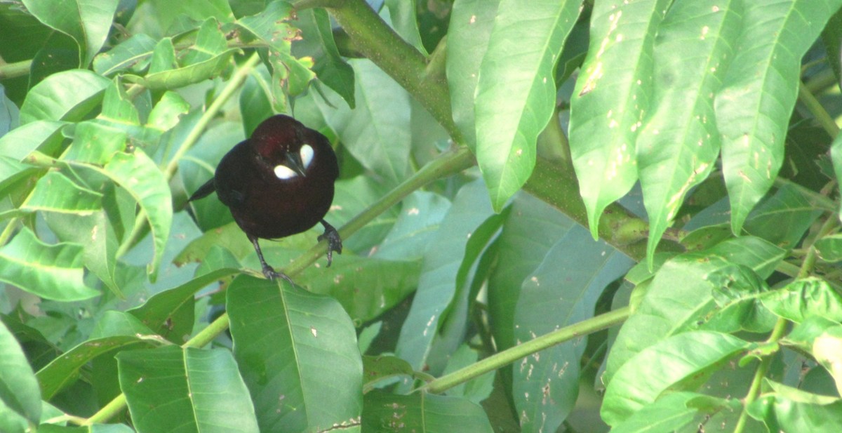 Tangara à bec d'argent - ML646764031