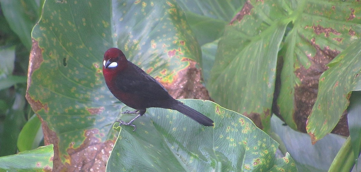 Tangara à bec d'argent - ML646764032