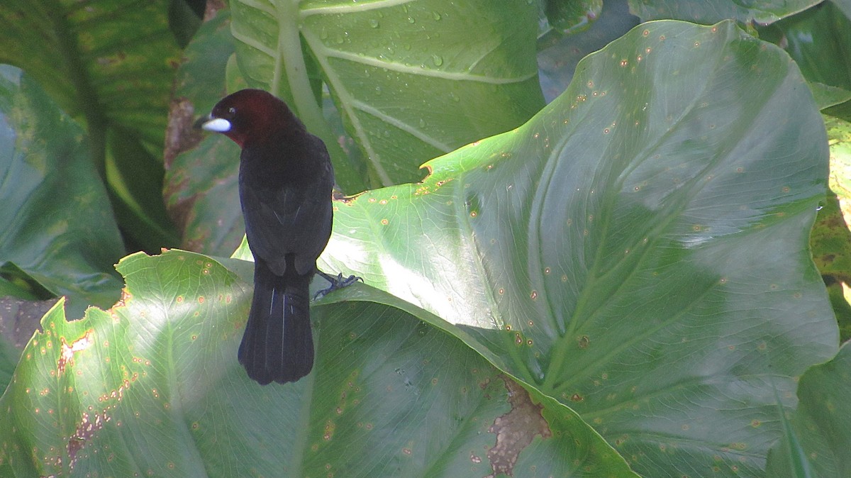 Tangara à bec d'argent - ML646764033