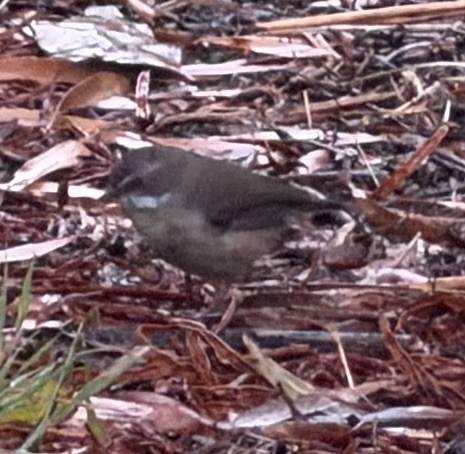White-browed Scrubwren - ML646764034