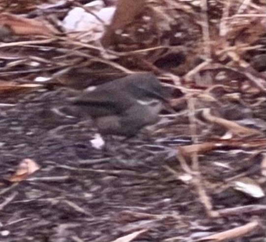 White-browed Scrubwren - ML646764035