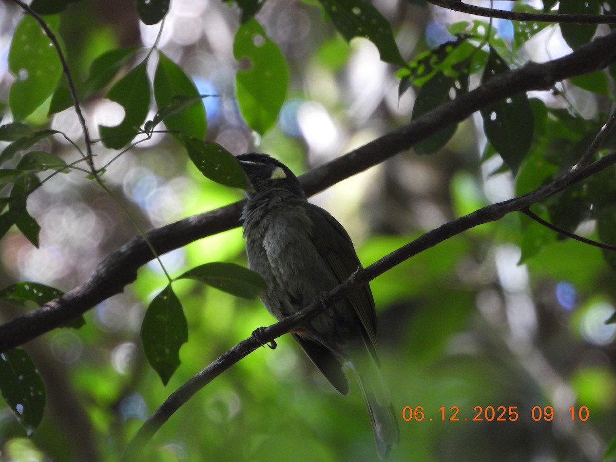 Mielero de Lewin - ML646764038