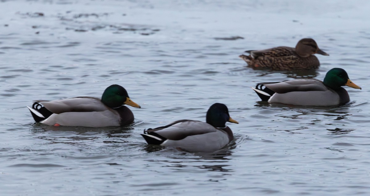 Yeşilbaş - ML646764039