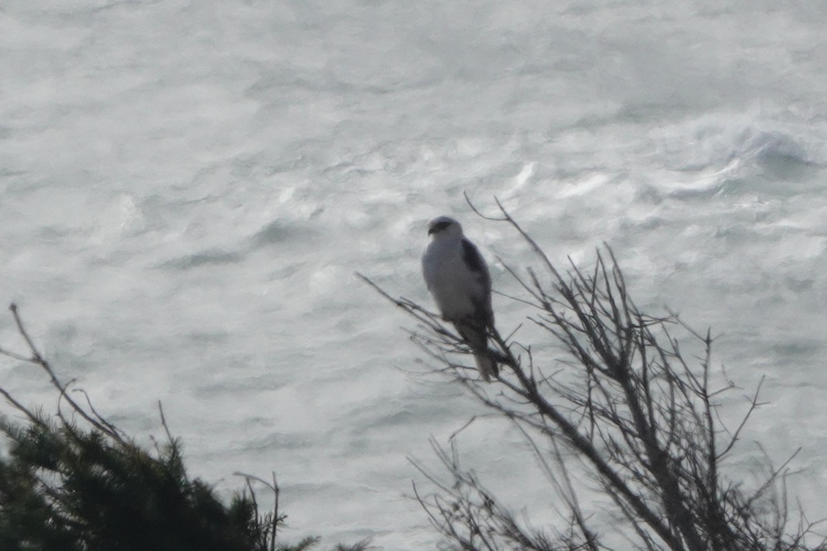 Élanion à queue blanche - ML646764040