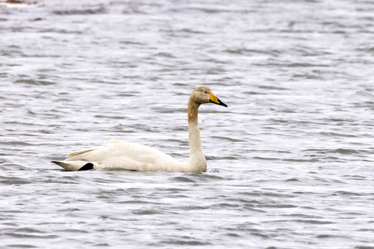 Whooper Swan - ML646764041