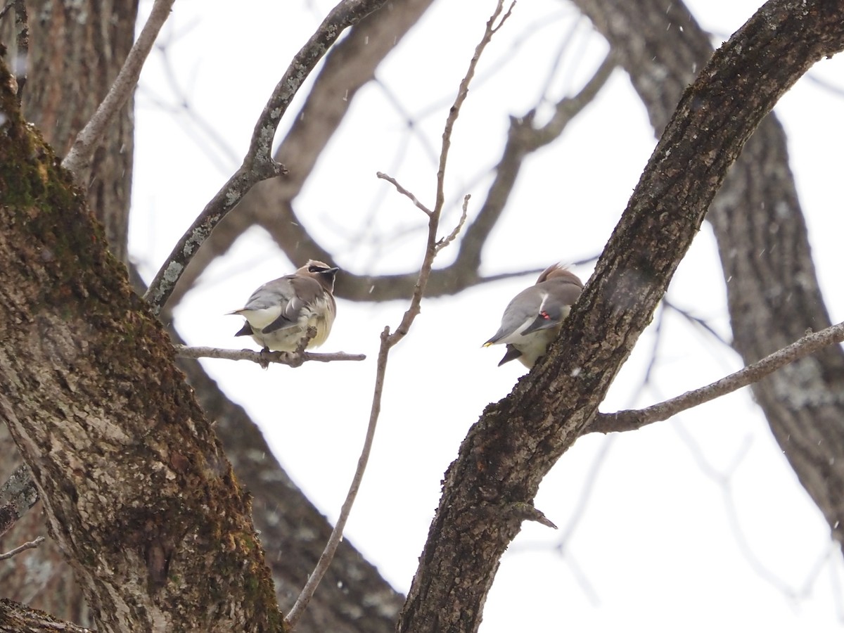 ヒメレンジャク - ML646764042