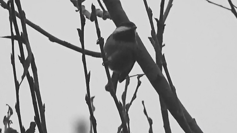 Chestnut-backed Chickadee - ML646764043