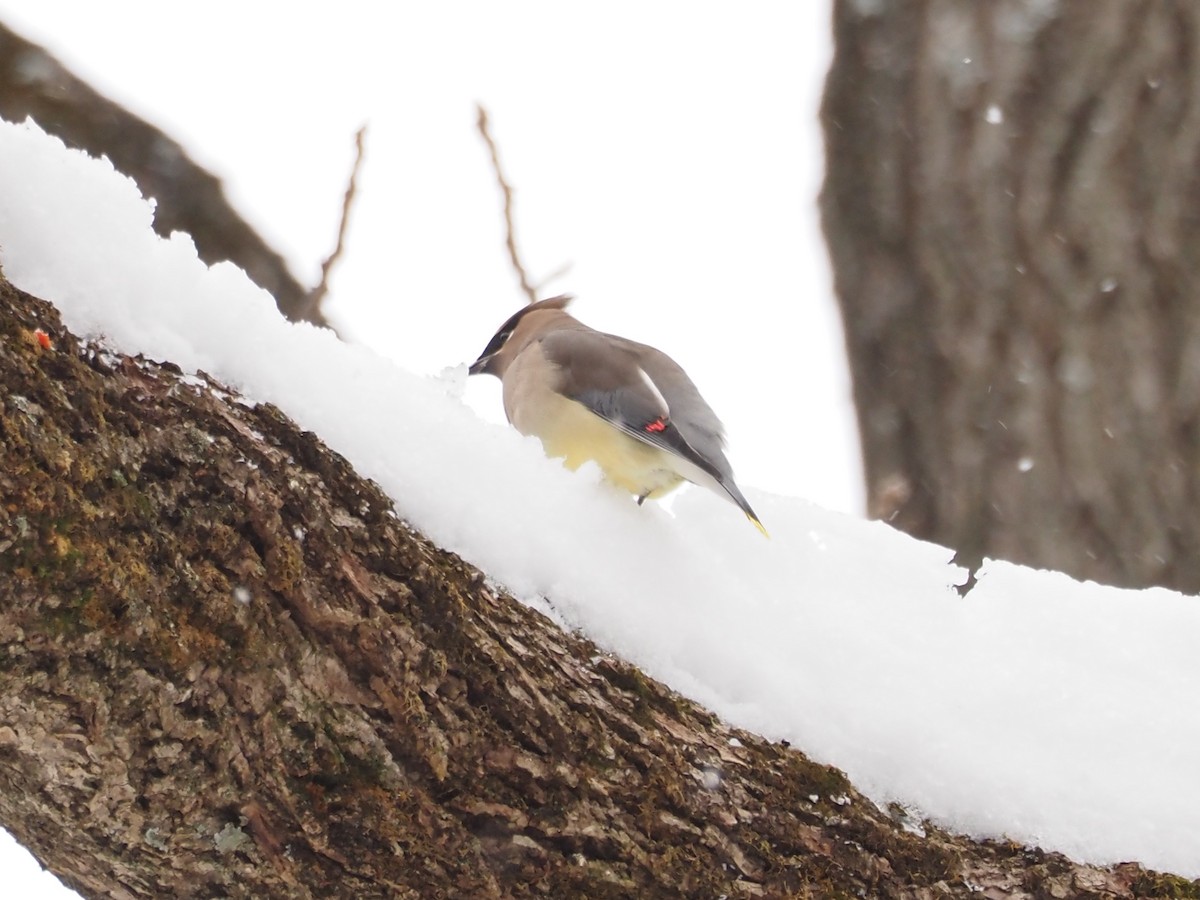 ヒメレンジャク - ML646764044