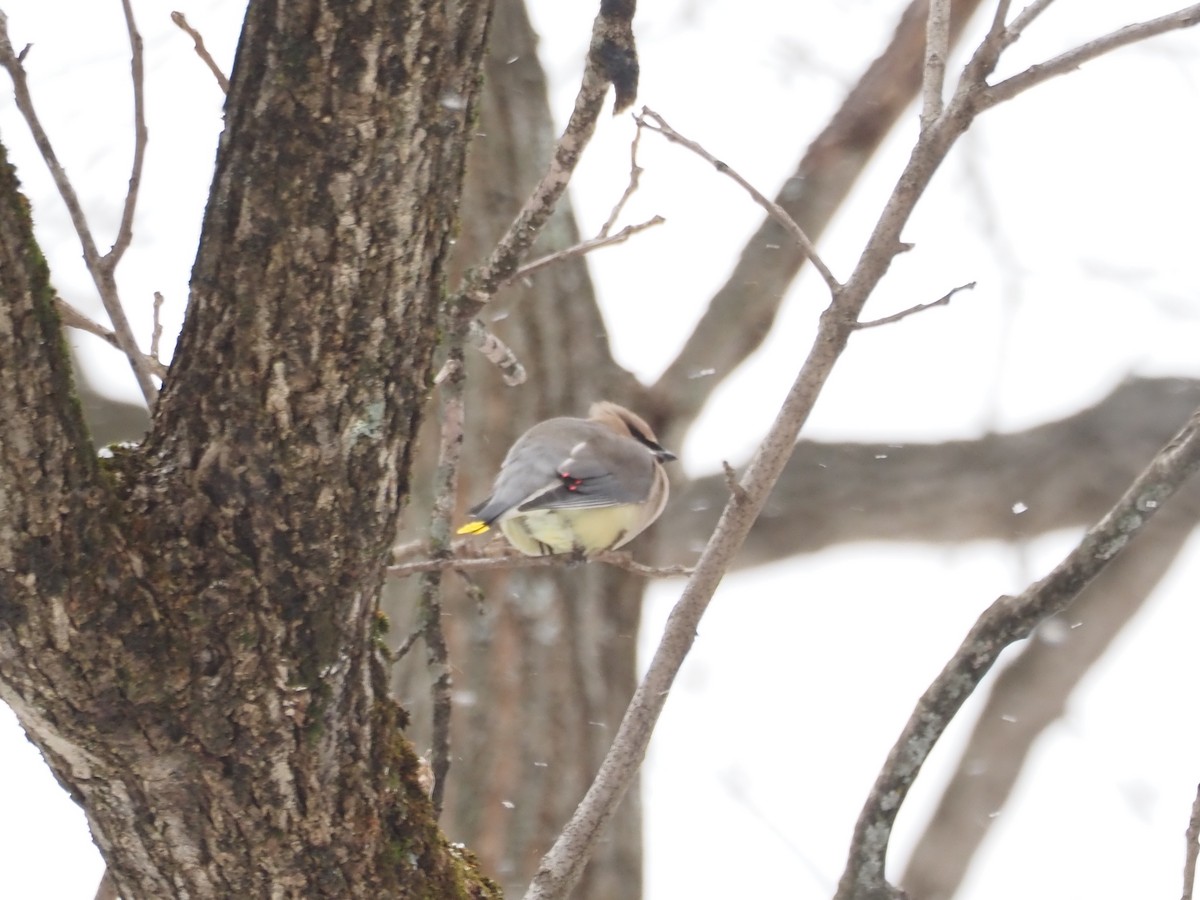 ヒメレンジャク - ML646764045