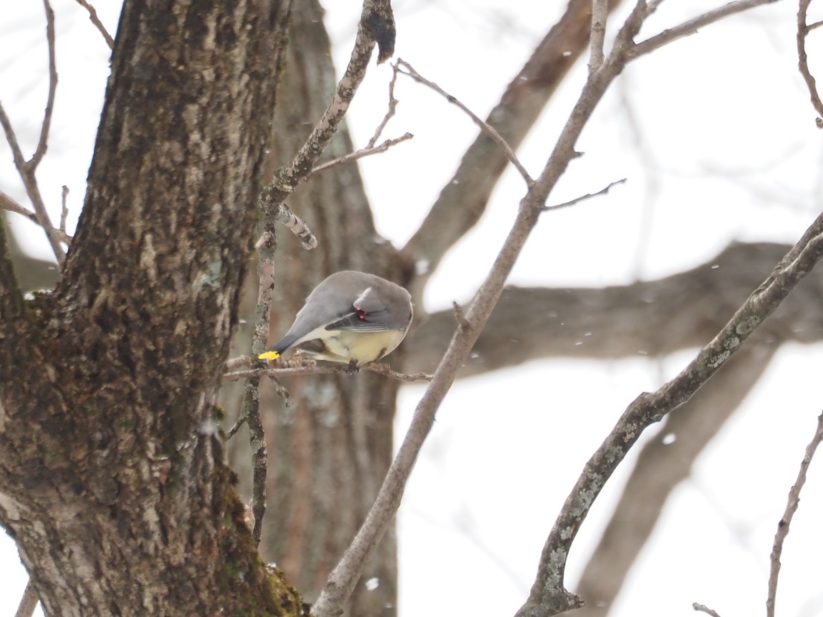 ヒメレンジャク - ML646764046