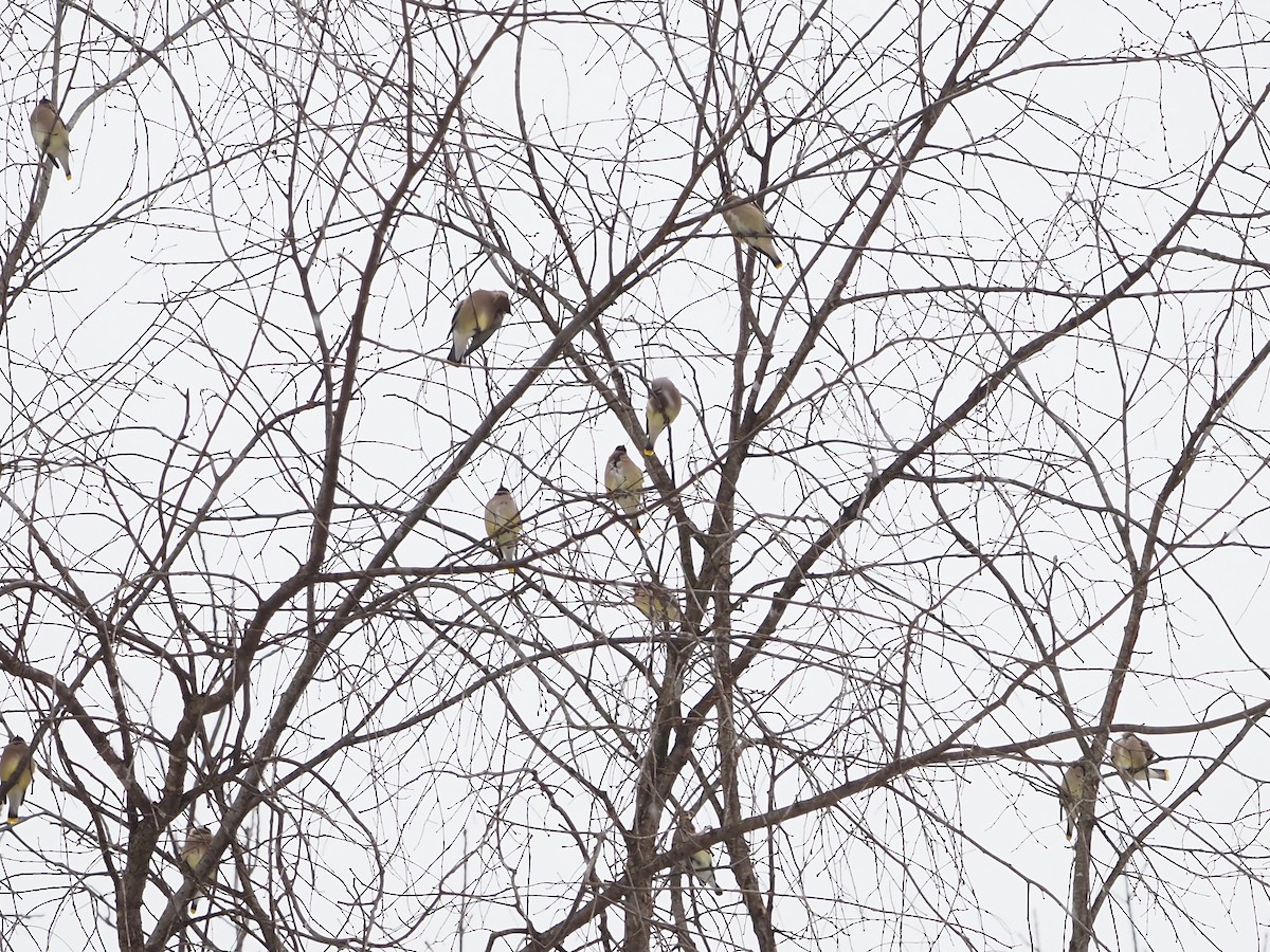 ヒメレンジャク - ML646764047