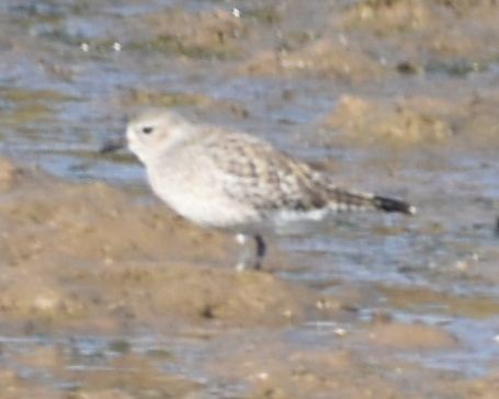 חופזי מנומר - ML646764048