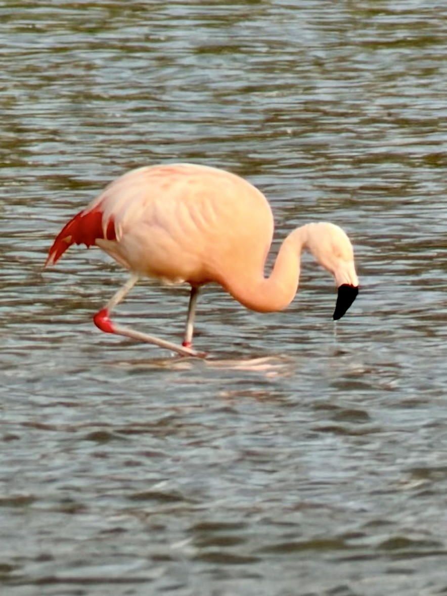 Chilean Flamingo - ML646764049