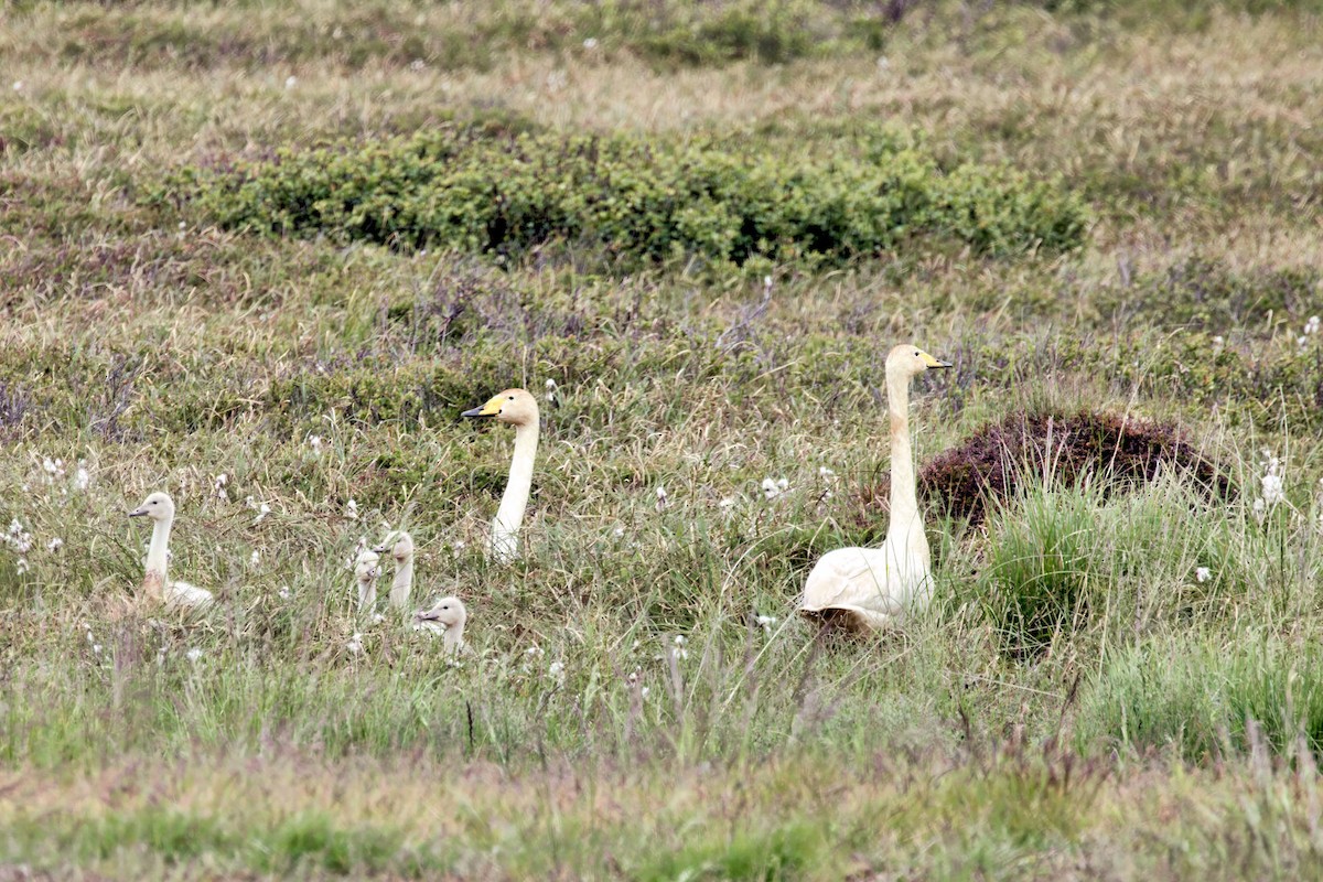 Whooper Swan - ML646764052
