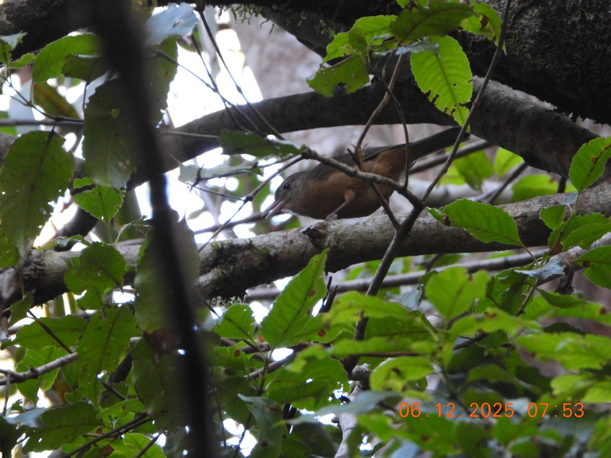 Picanzo Chico - ML646764053