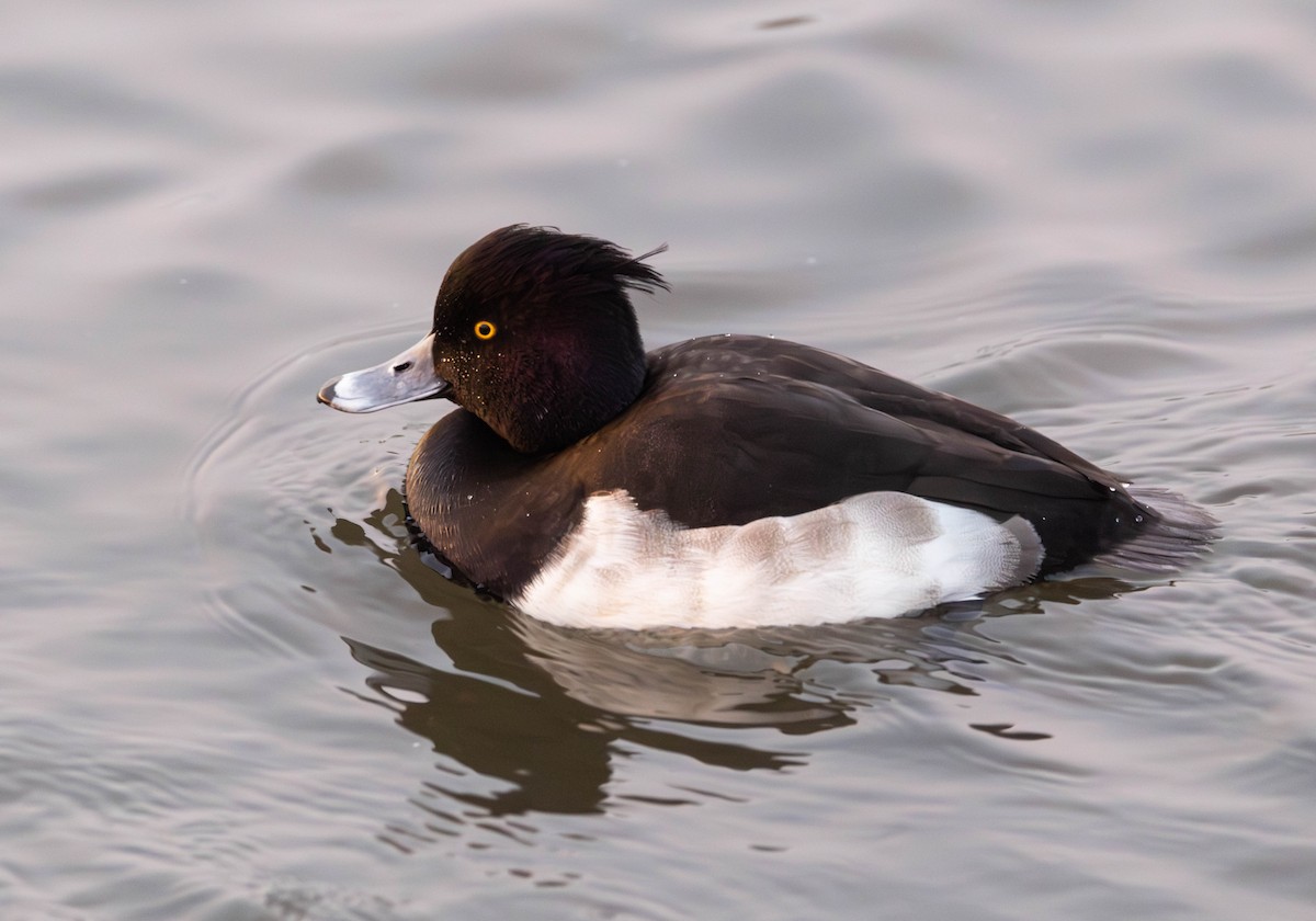 Tepeli Patka - ML646764058