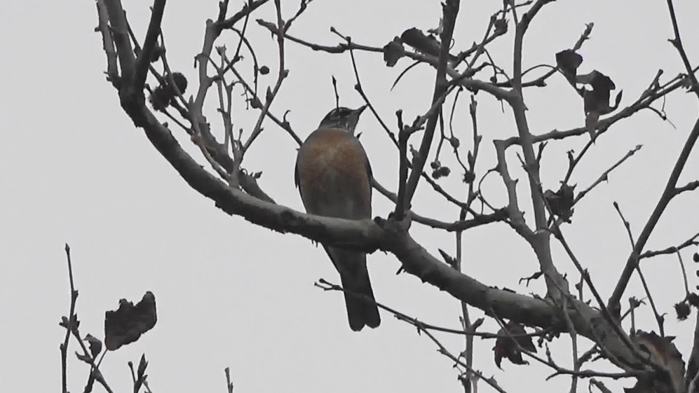 American Robin - ML646764059