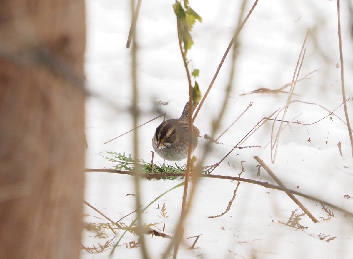 ノドジロシトド - ML646764067