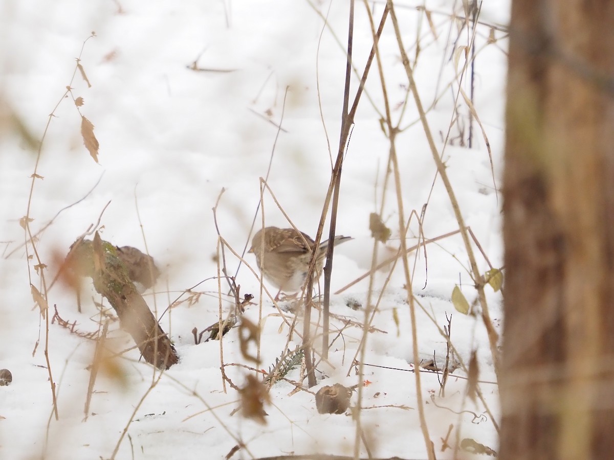 ノドジロシトド - ML646764068