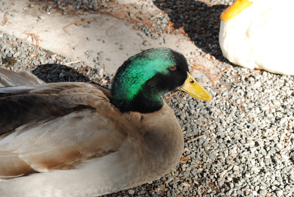 Anatra germanata - ML646764069