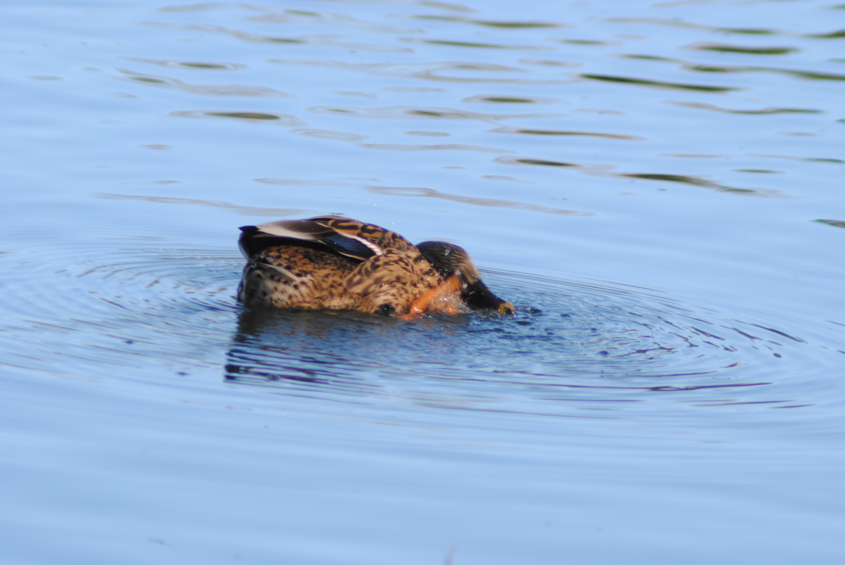 Anatra germanata - ML646764070