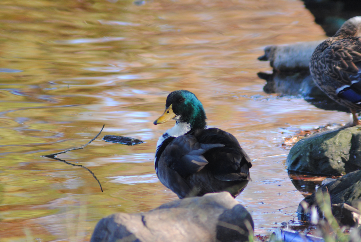 Anatra germanata - ML646764071