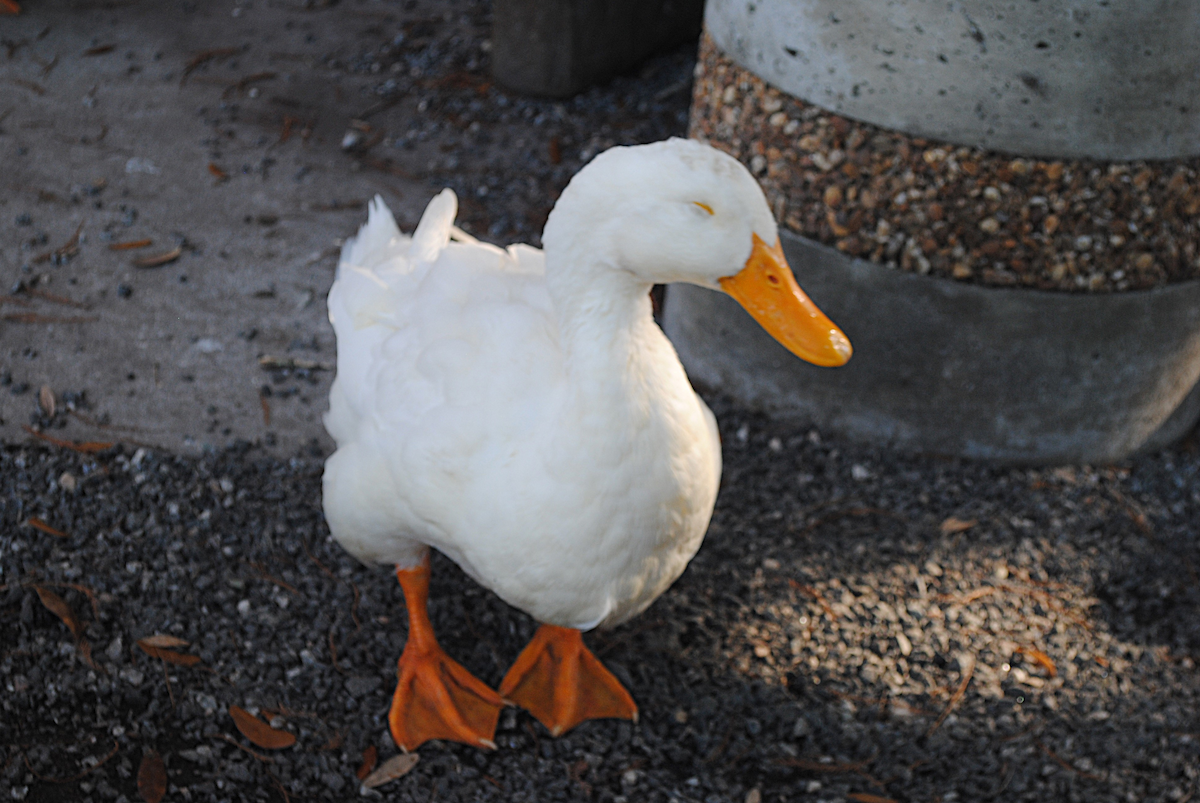 Anatra germanata - ML646764074