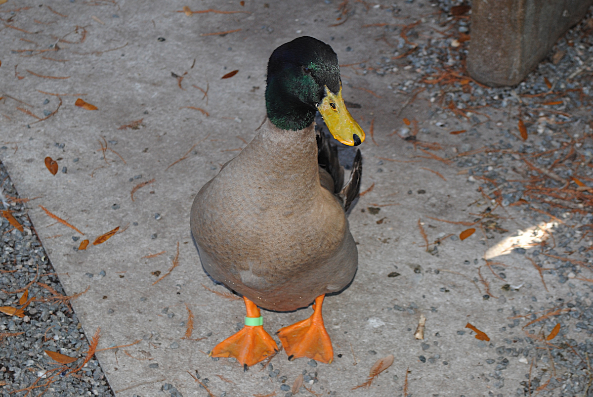 Anatra germanata - ML646764075